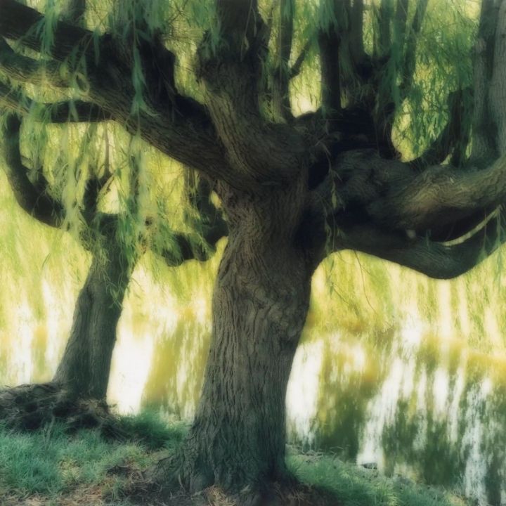 Sleeping with Trees