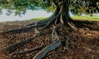 Introduction to Wild Imagination with Hannah Close
