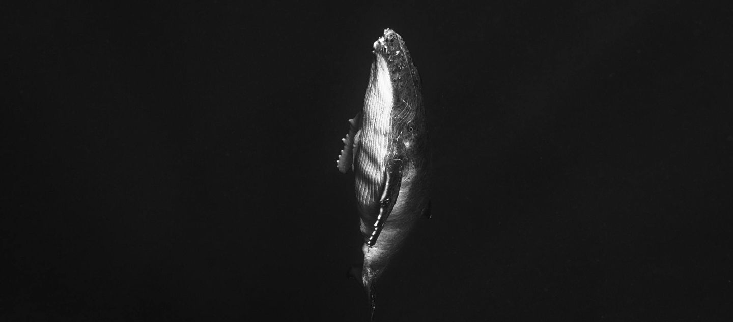 Whales & Us Picture