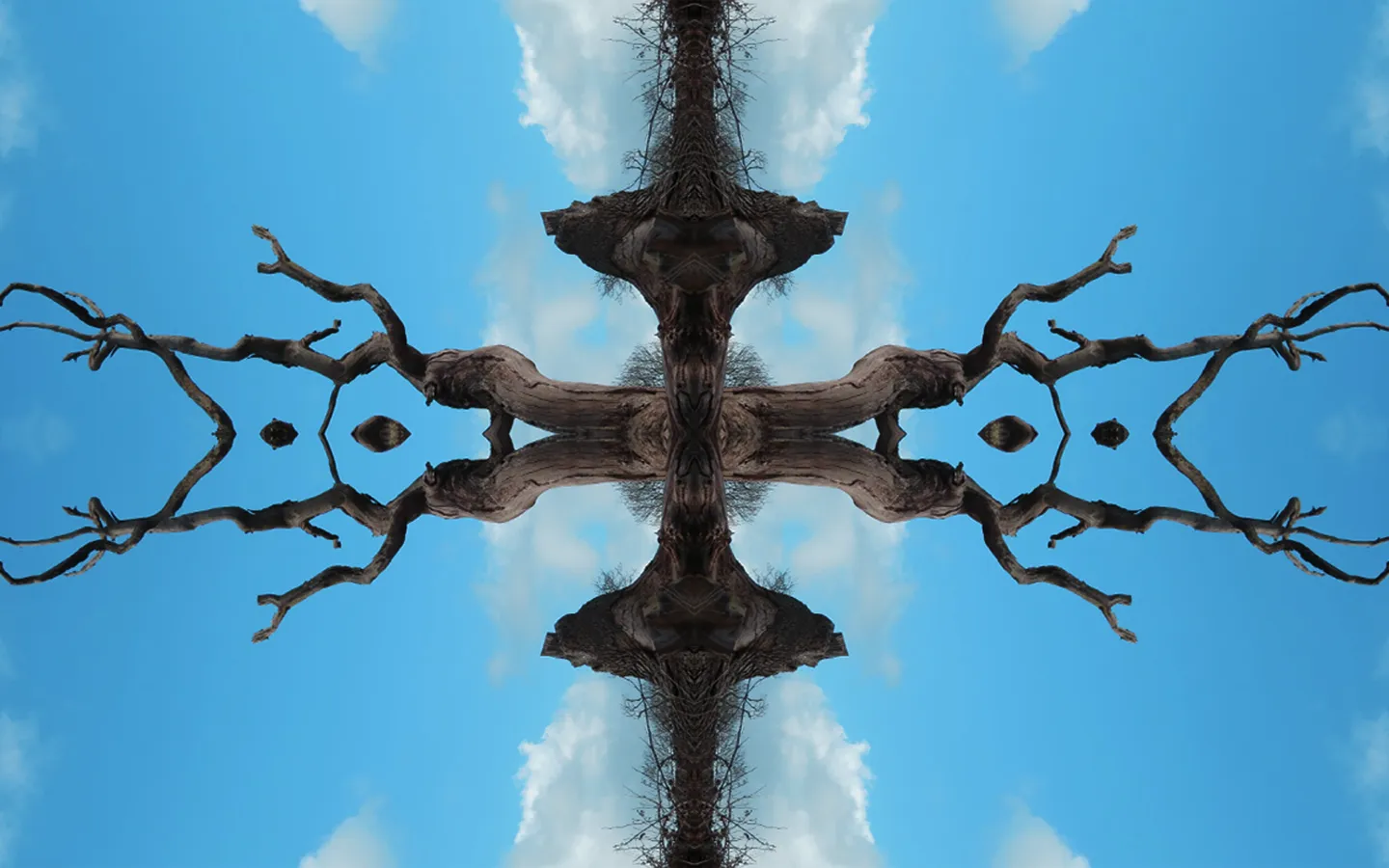 Trees Picture