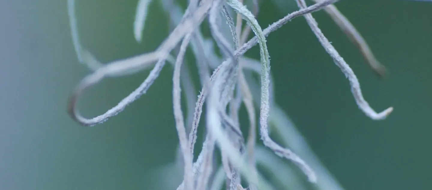 Mycelium & Myth Picture