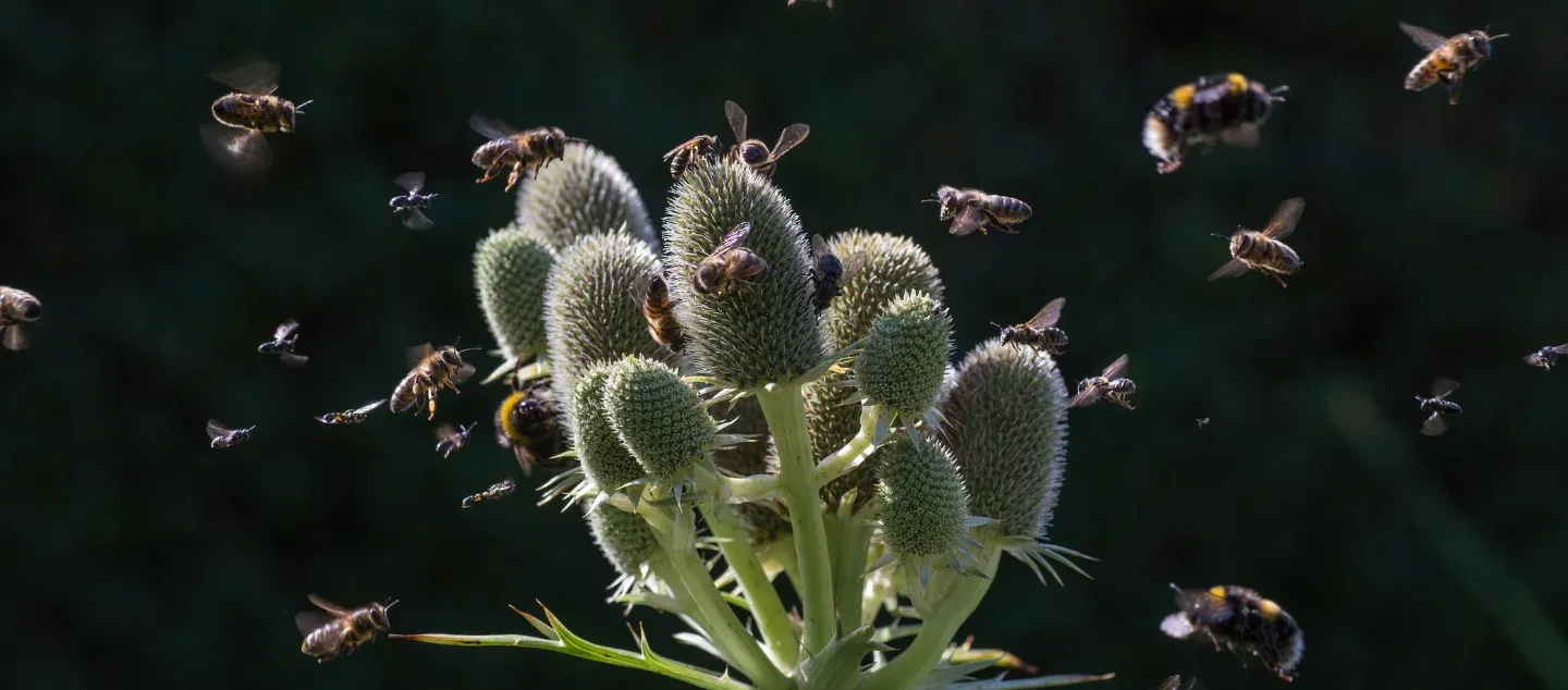 The world of biosemiotics: communication in nature Picture