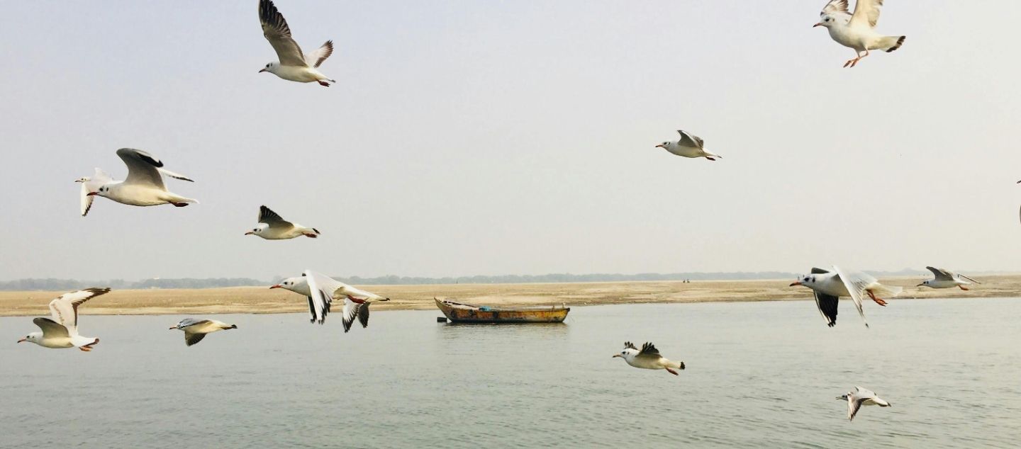 Vandana Shiva on Water Wars Picture