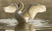 Chapter 1: Wings of Light
