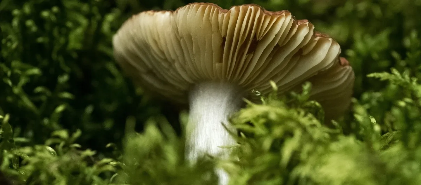 Composting the mycelial masculine Picture