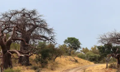 The Great Mother that is the Tree