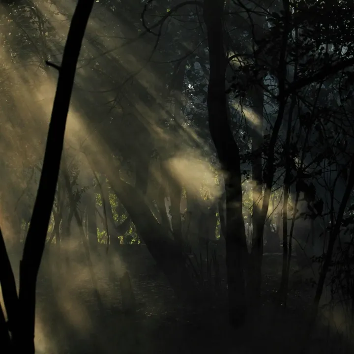 Sleeping with Trees  Picture