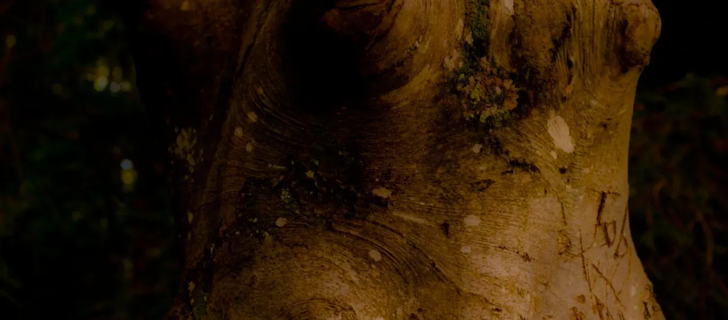 Rewilding Mythology Picture