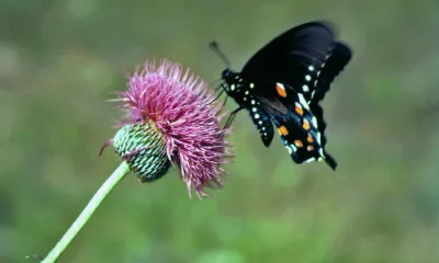 Sensing into Sensuous Knowledge