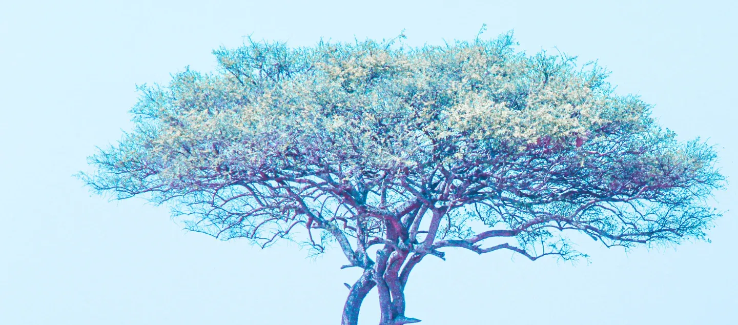 The acacia, a tree through the ages and generations Picture