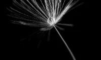 Seeds of Hope