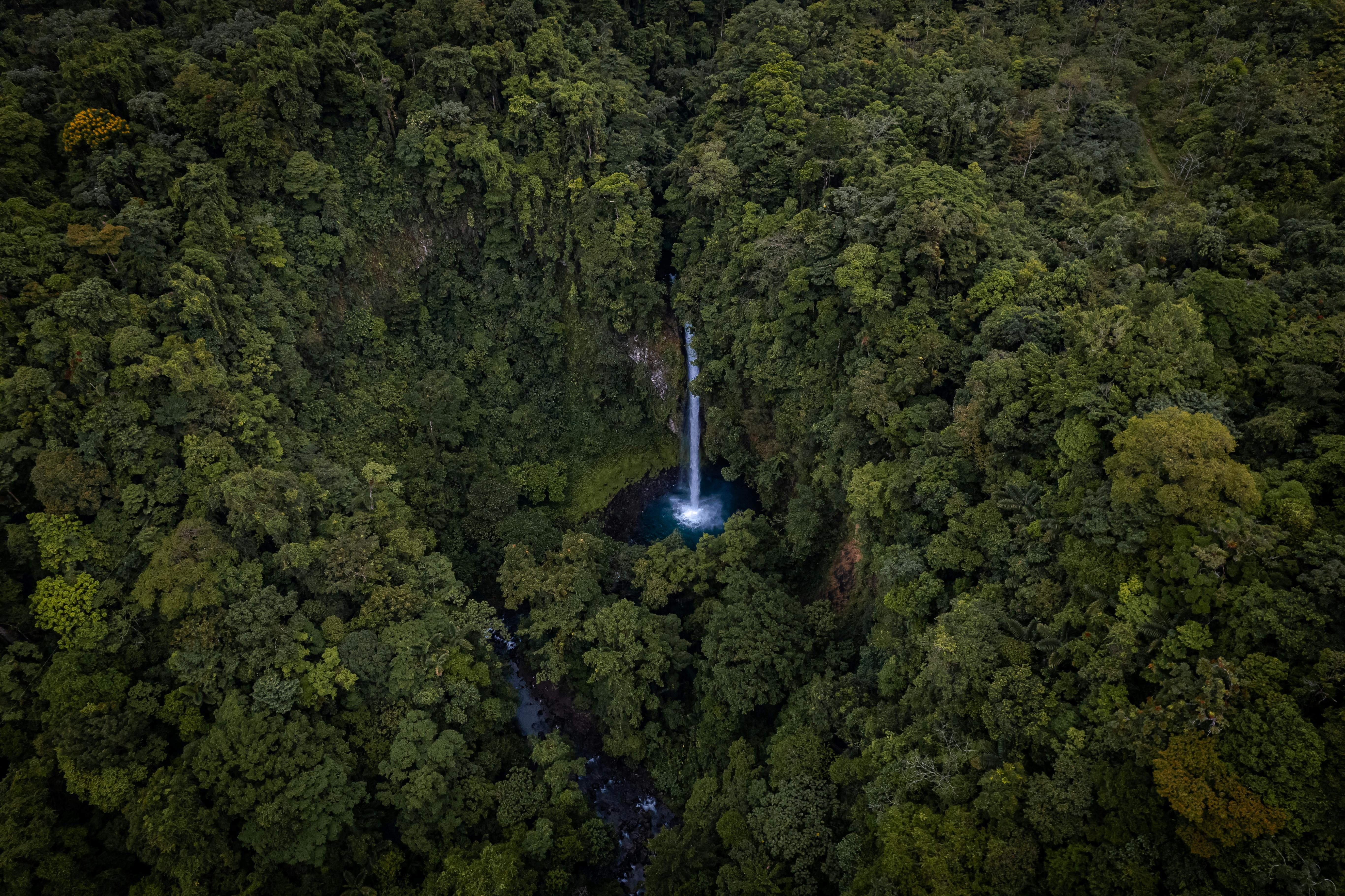 The teachings of Kawsak Sacha, the Living Forest Picture
