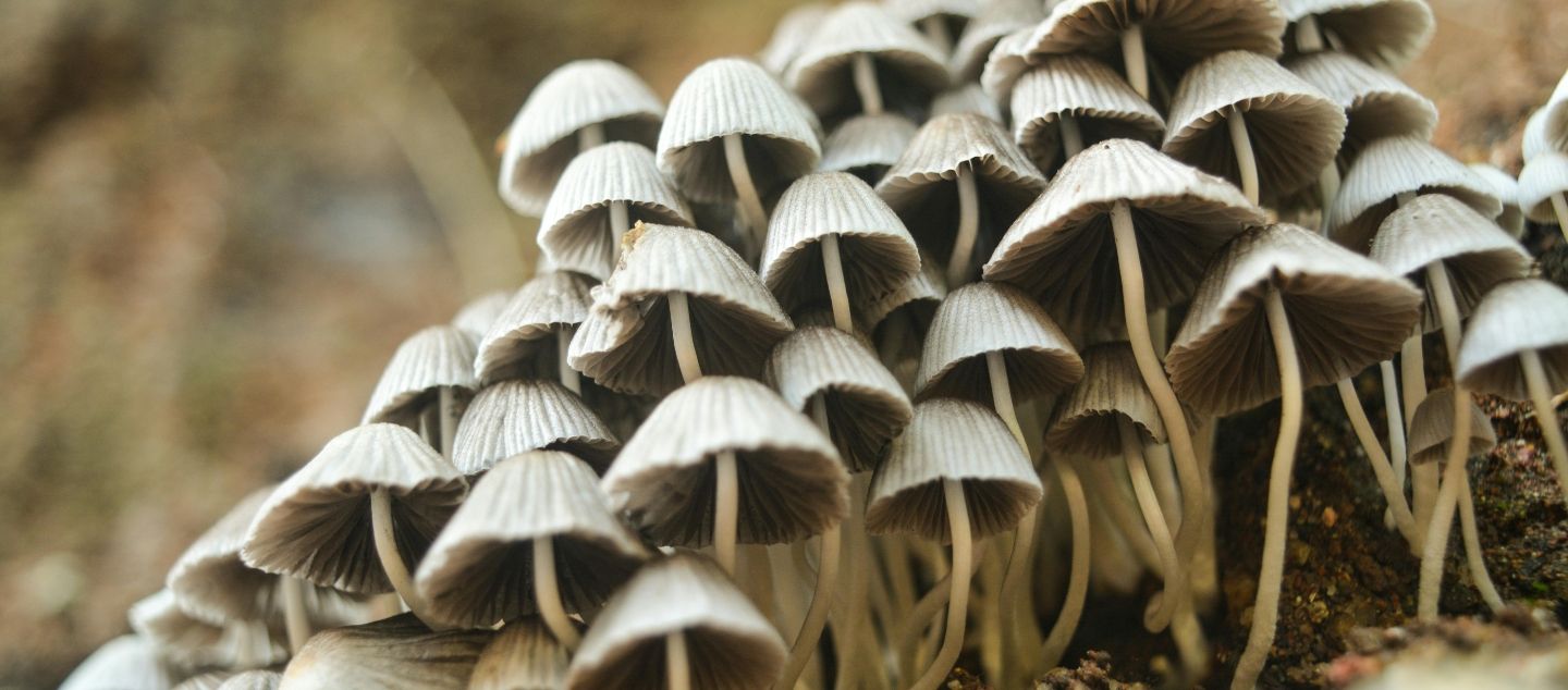 Patricia Kaishian on How Fungi Revolutionised Life on Land Picture