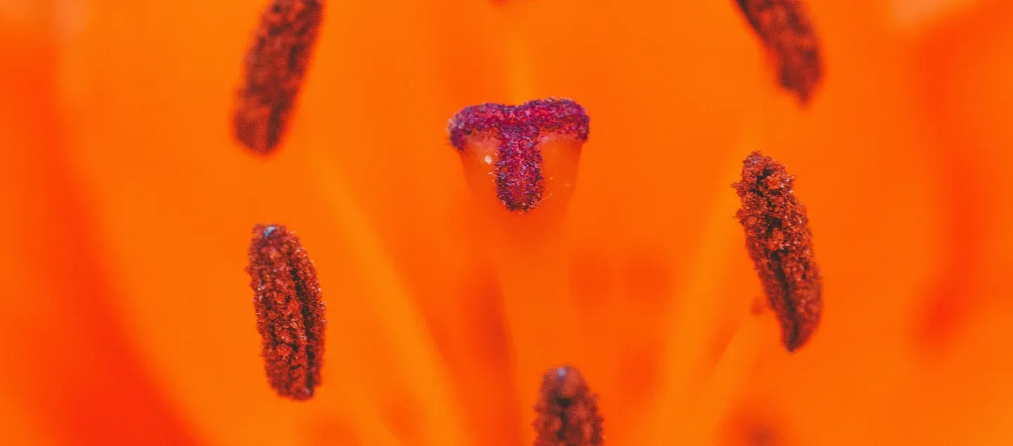 The body as a place of joyful expression Picture