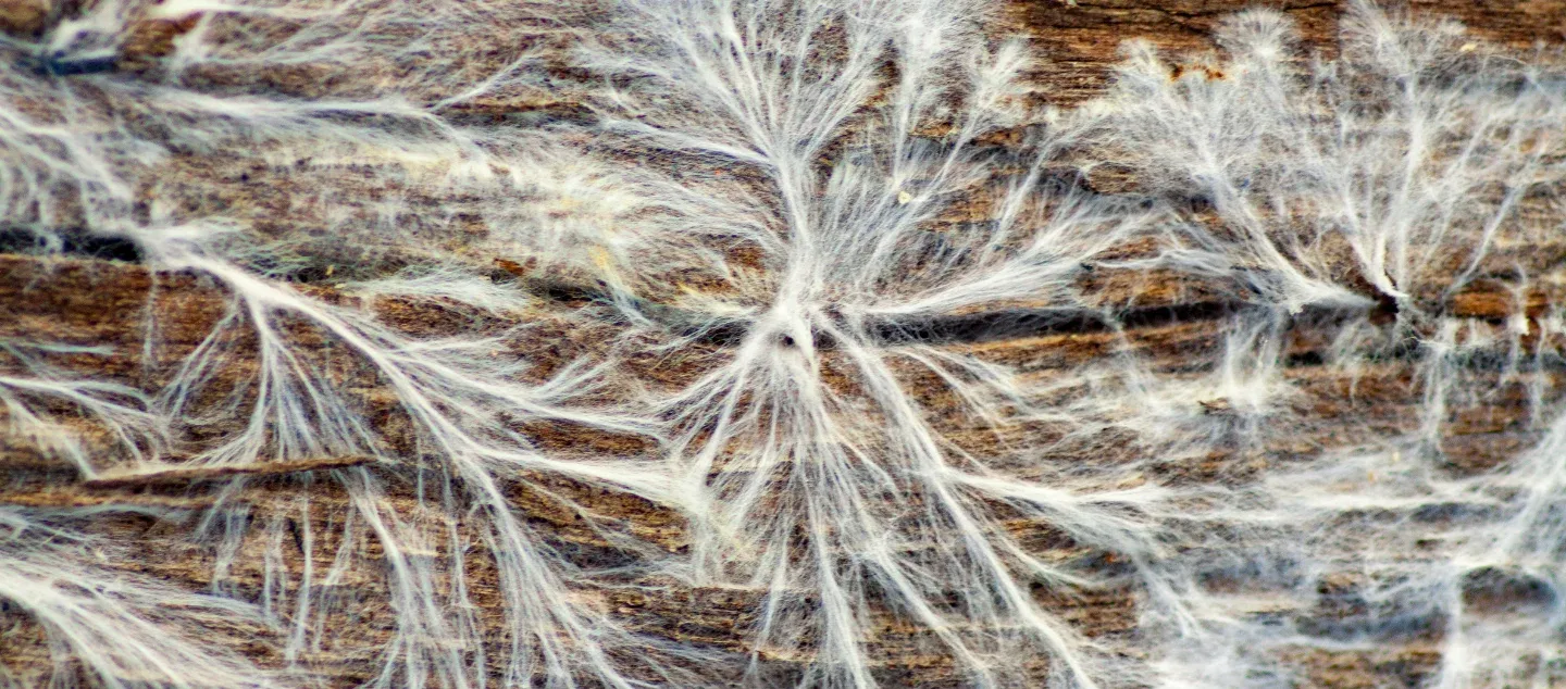 Queer ecology and collective liberation: the science underground Picture
