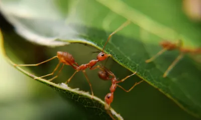 Engineering Gaia (how organisms build)