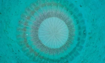Aesthetics in Nature (an autopoietic Gaia)