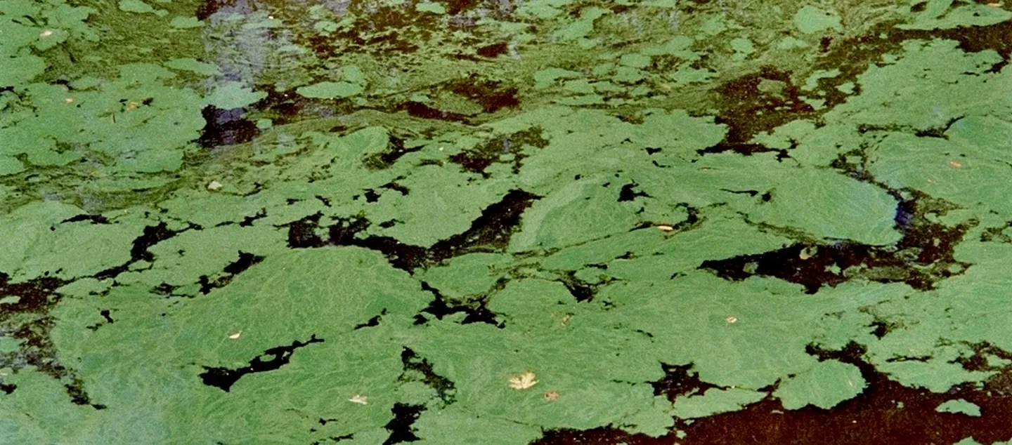 What Estuaries Teach Us About the Body Picture