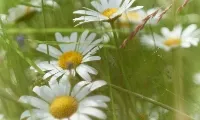 Clarity & Balance (Spring): Cultivating Clarity & Harmonising the Mind 15-Minute Practice
