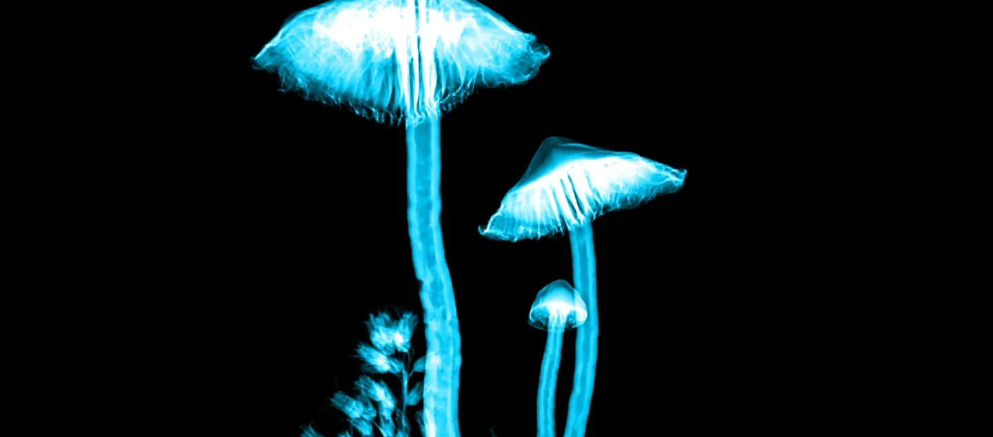 Composting the Mycelial Masculine Picture