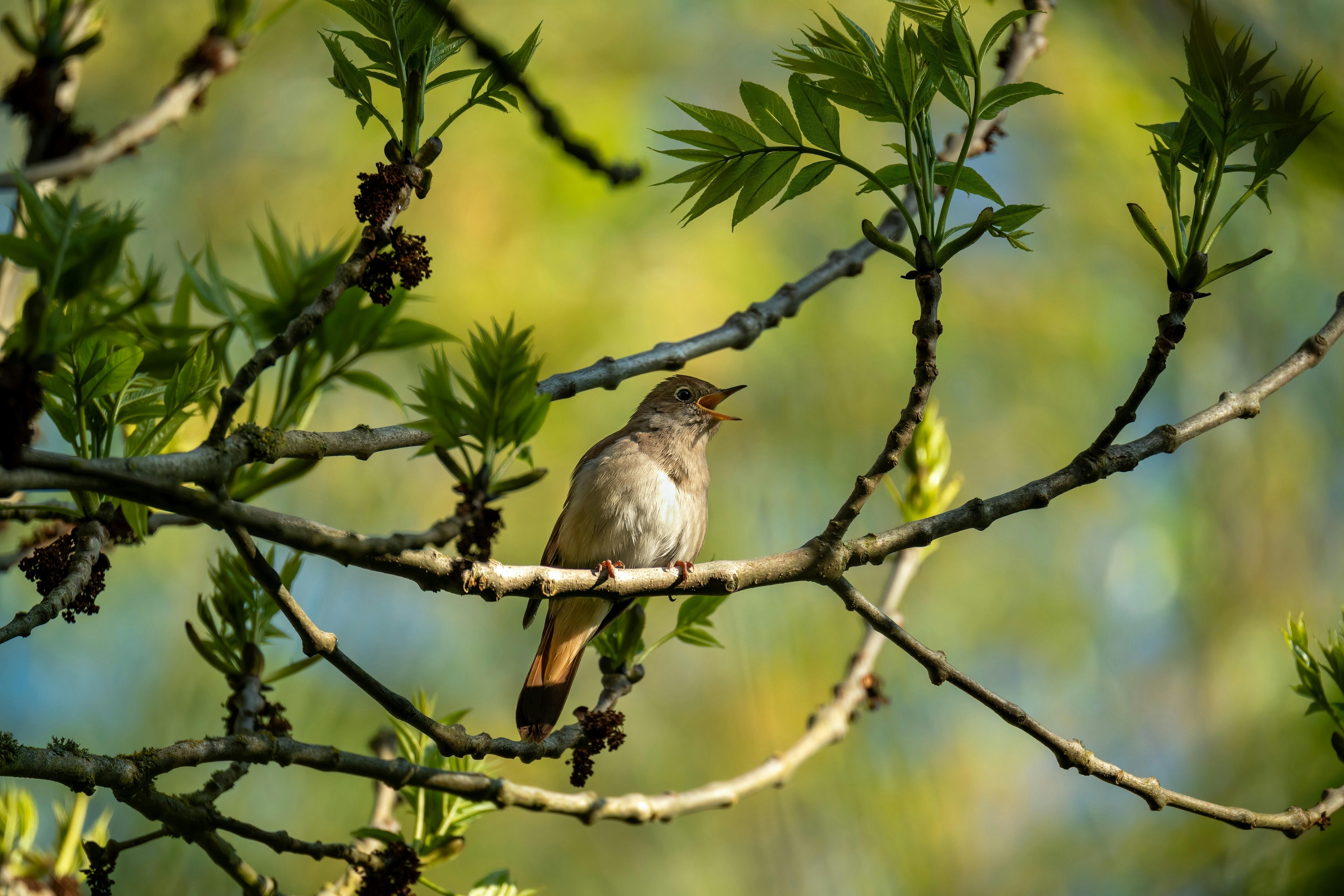 Hospicing nightingales: human-bird collaboration in the Anthropocene Picture