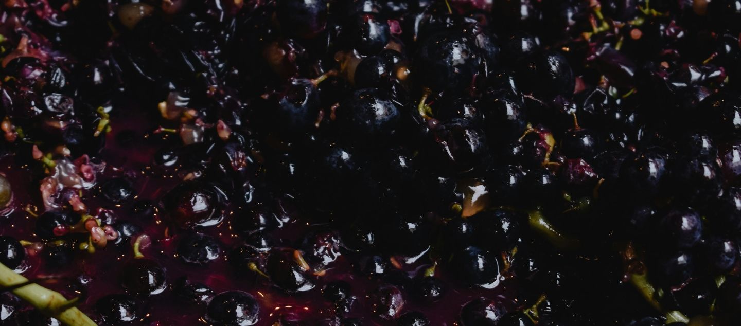 David Zilber on How Fermentation Built Civilization Picture