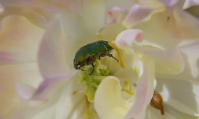 Agriculture Beyond Humans (how organisms farm) and Closing