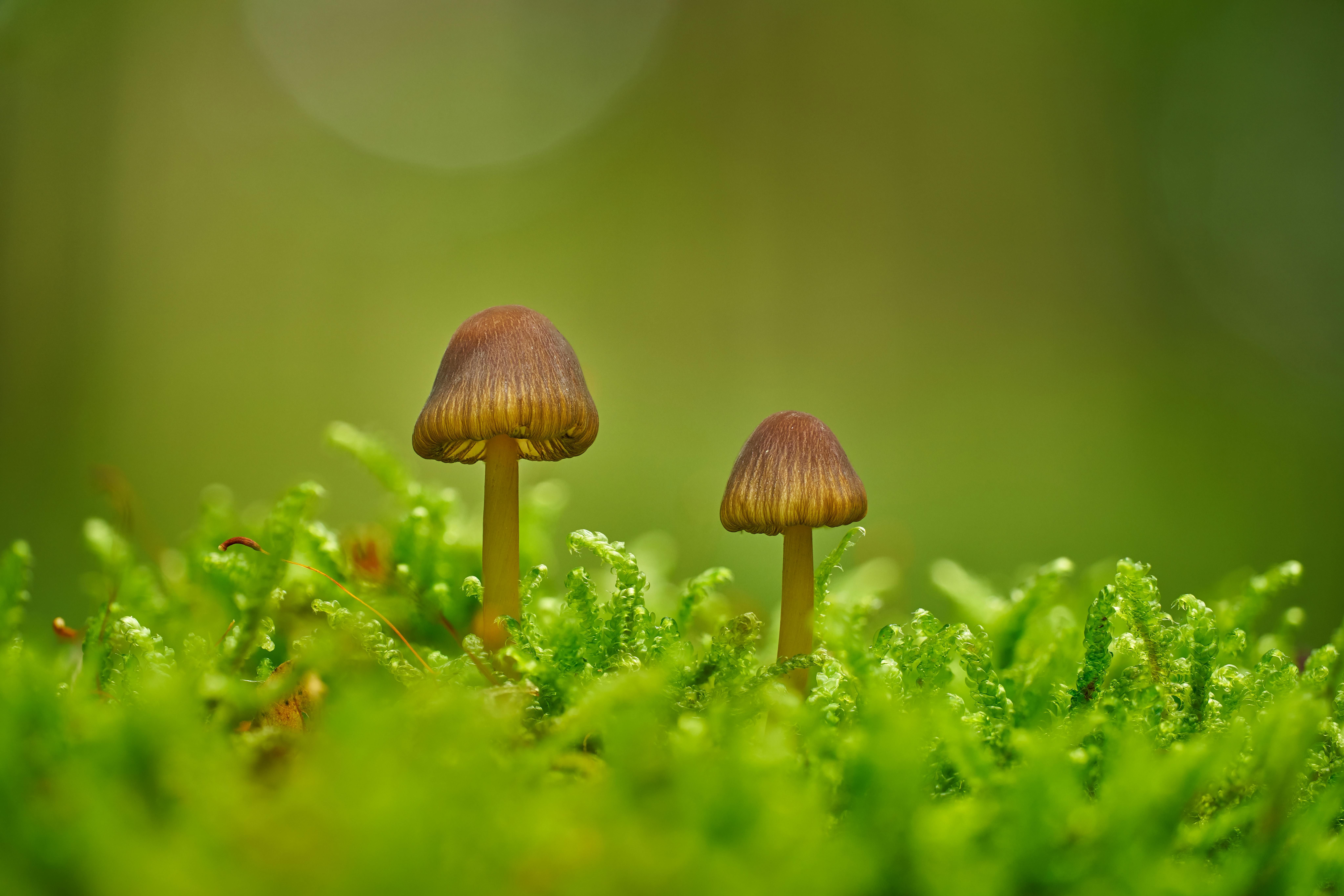 Fungi are the firmament of life on Earth Picture
