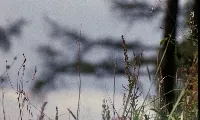 Rebirth and Renewal: 15-minute Practice