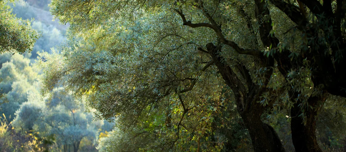 The symbiosis of humans and plants Picture