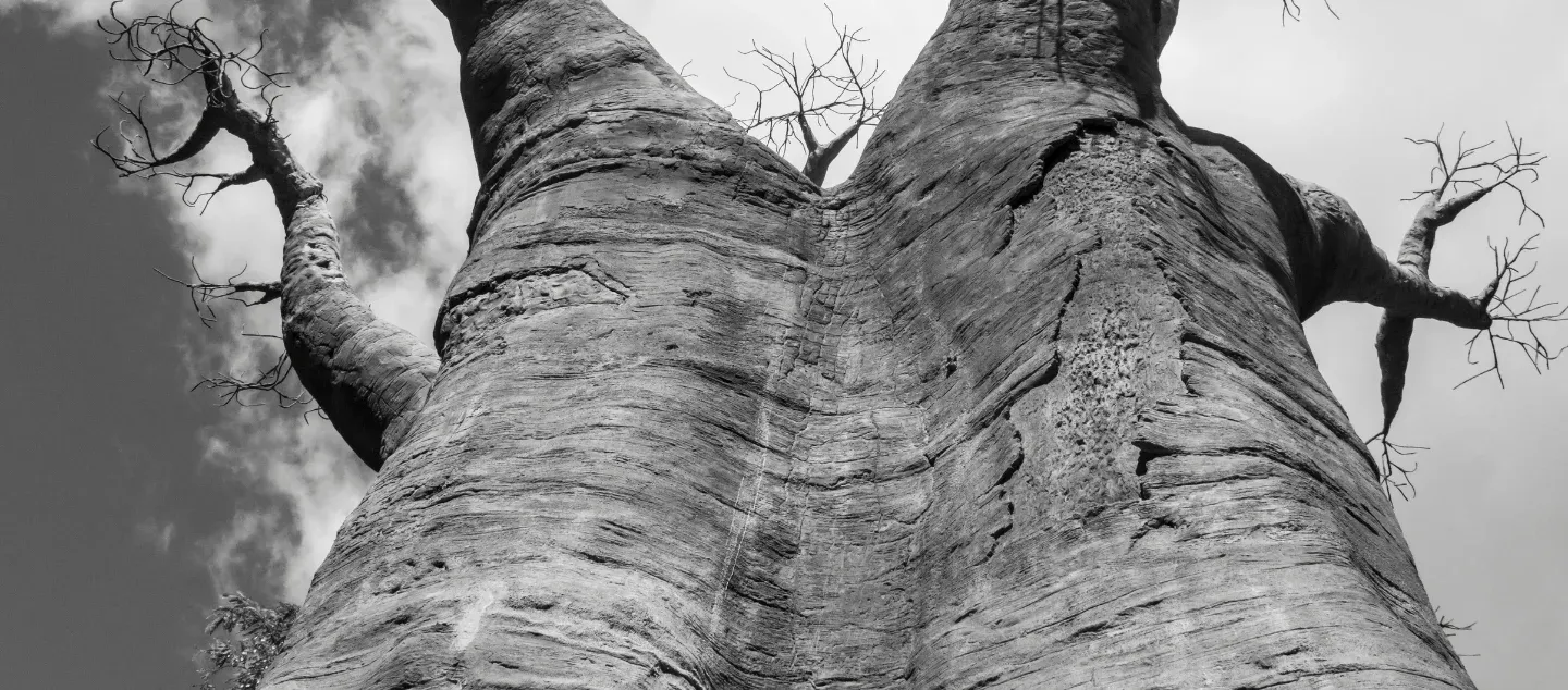 Baobab, the Great Mother Tree Picture