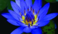 Exploring Potential: Healing, Creativity & Practical Benefits