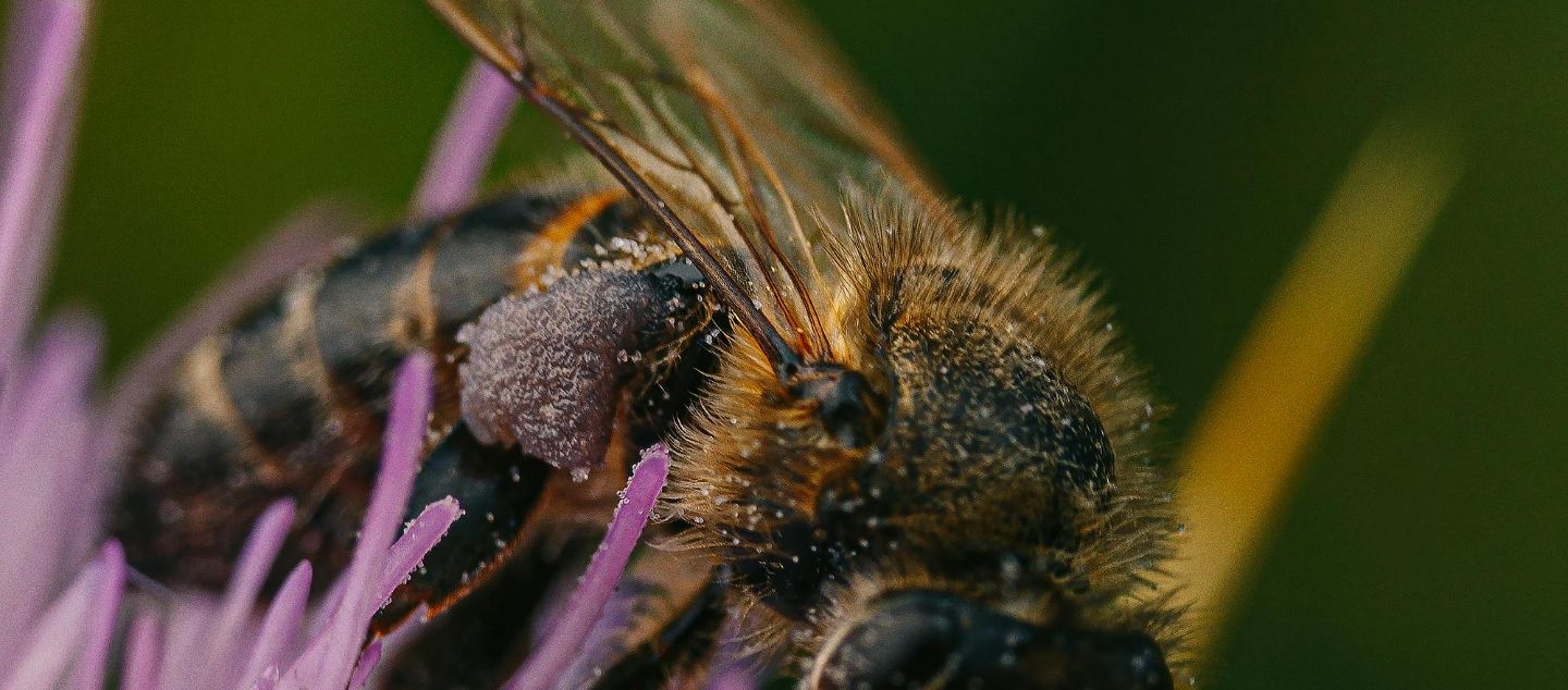 What Happens When We Forget We’re Part of Nature? Picture
