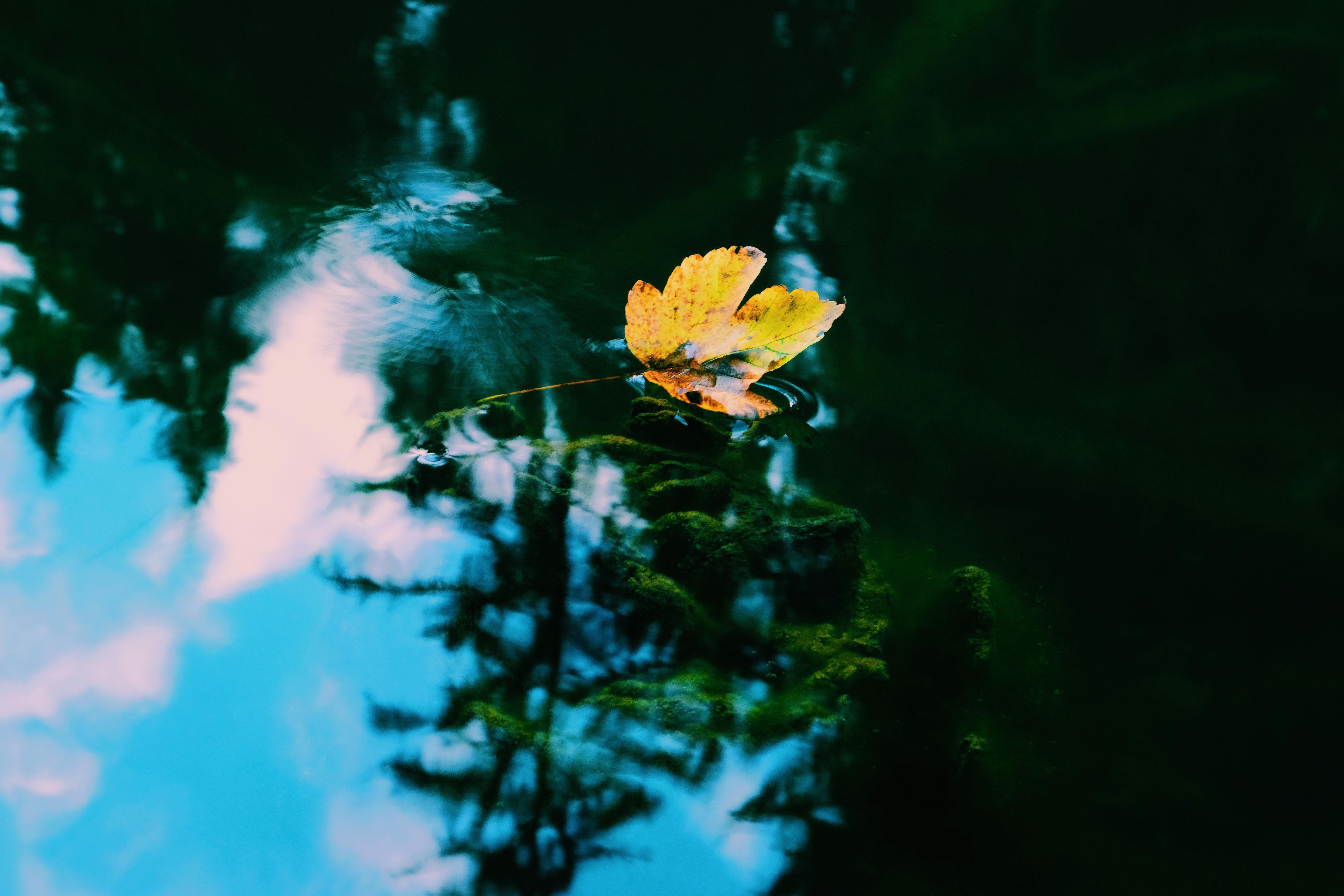 Dark Green Gods: on hyperobjects, animism and the greening of religion Picture