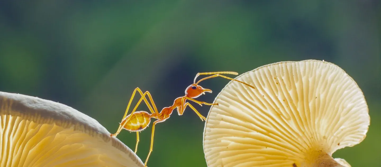 Modern medicine came from nature Picture