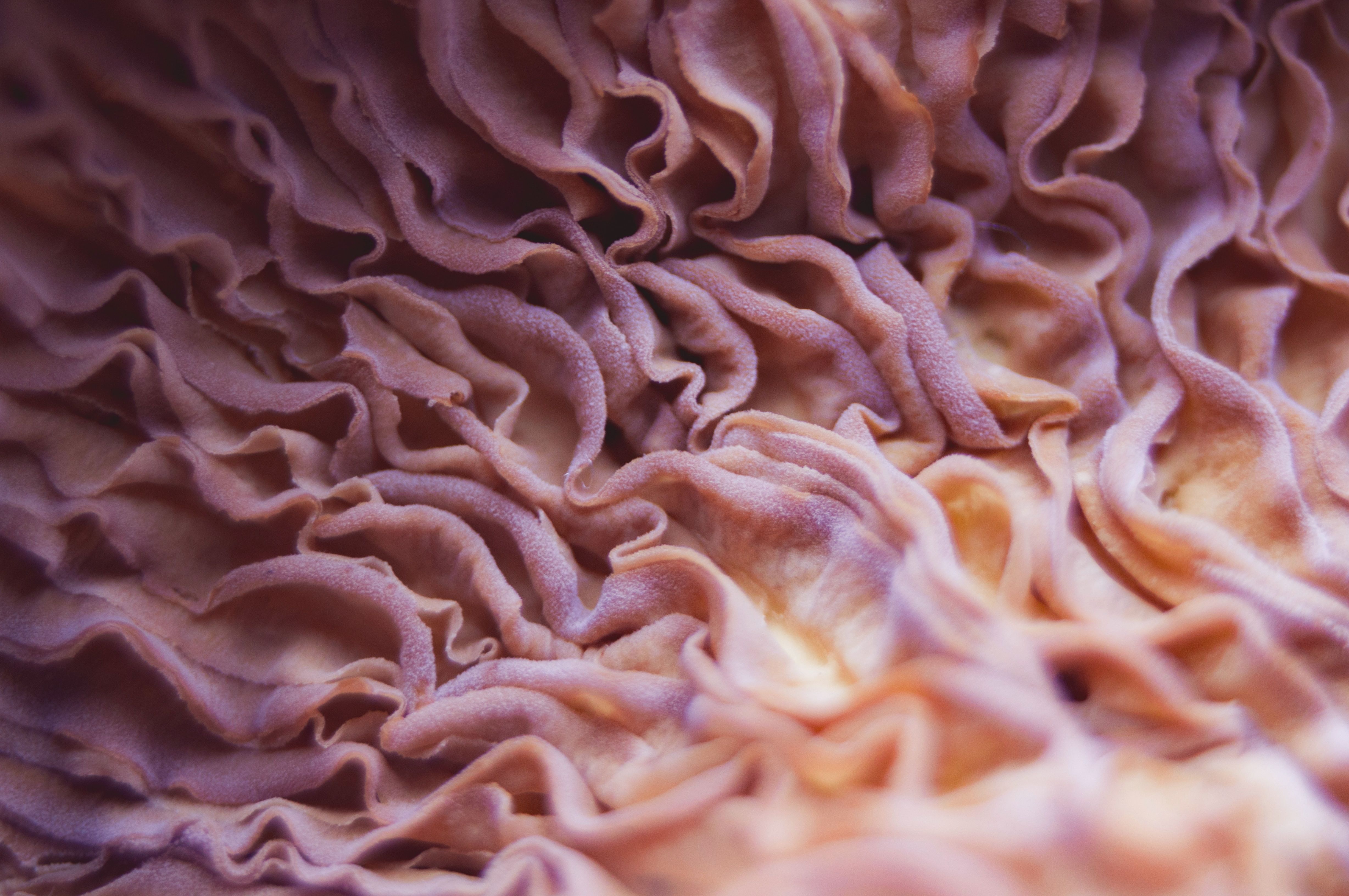 Introductions and Mycology as a Queer Discipline