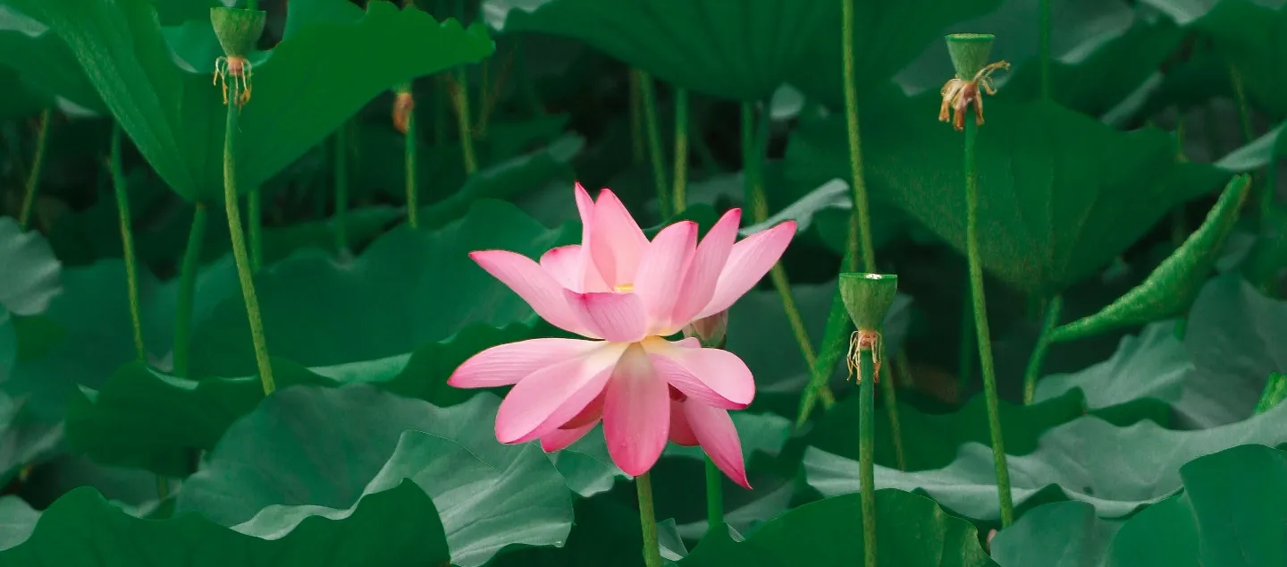 Plant Consciousness and Healing Picture